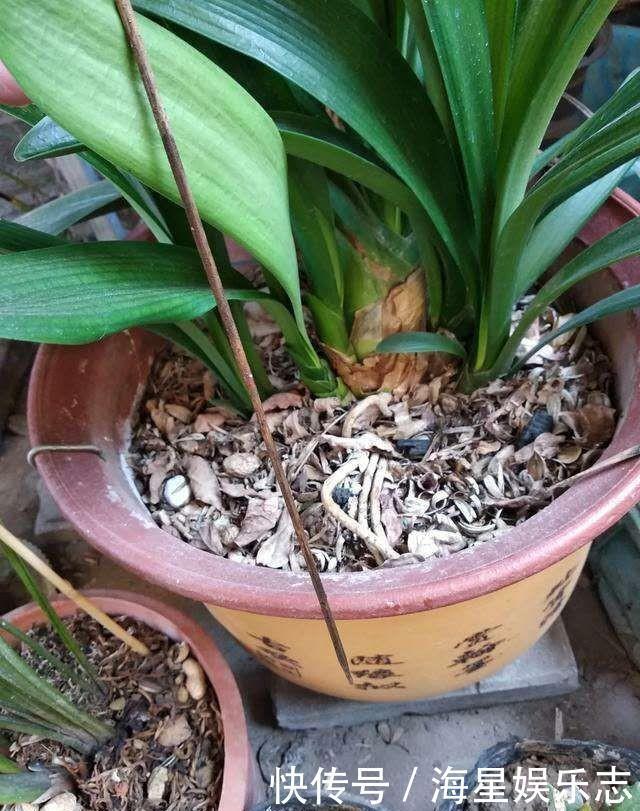 肥厚|君子兰浇水,掐准“时间”,不早不晚“刚刚好”,养出肥厚好叶片