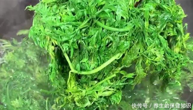  天冷了，用此菜包饺子，比白菜韭菜鲜，平时都丢掉不要，太可惜了