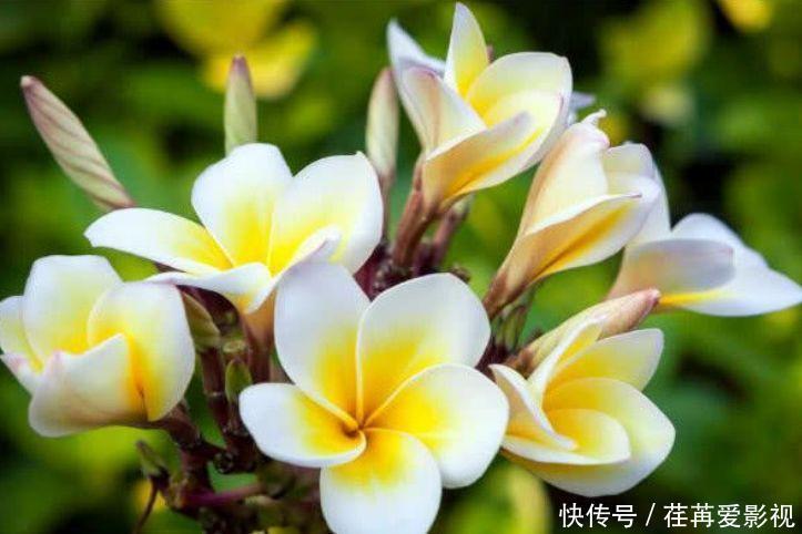 此款花卉便宜又好养,丢到阳台,财运亨通,旺财旺运好兆头