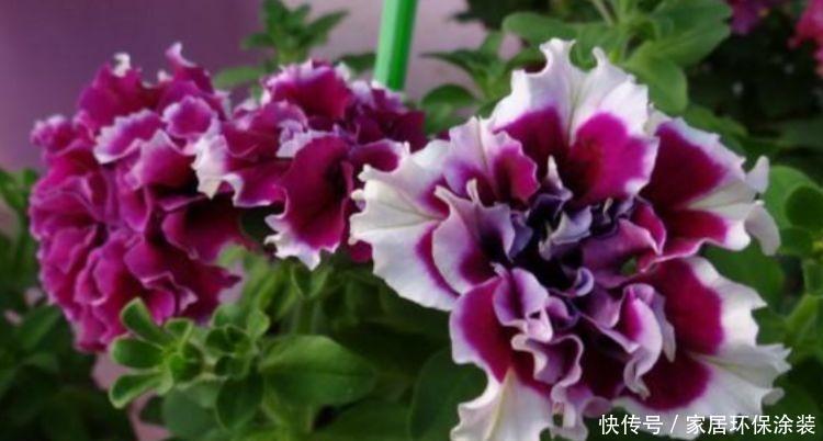 最有仙气的4种花，迷人的花朵，高雅艳丽，美不胜收！