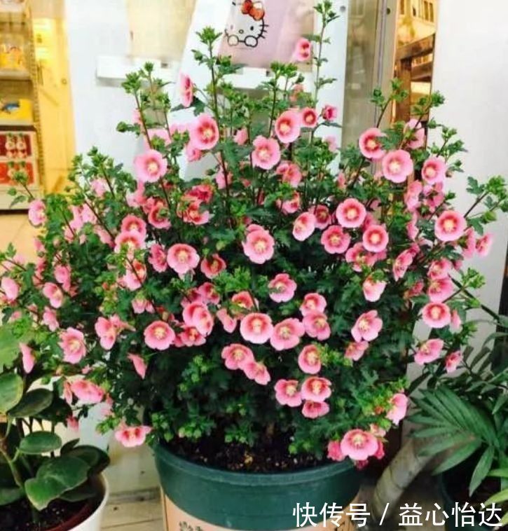 四季|阳台就养这几款花卉,比玫瑰还漂亮,四季开花,香气四溢,美