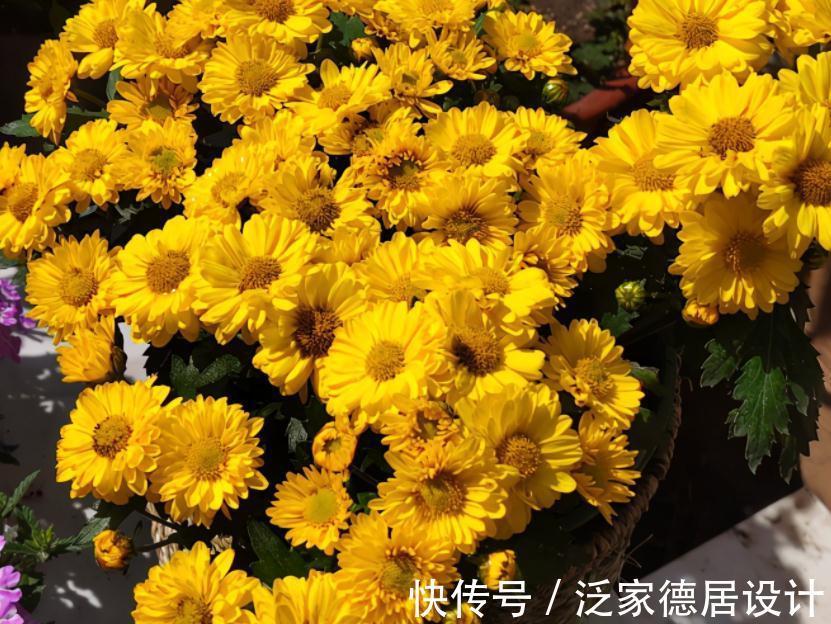 种球|正逢秋日养花好时节，买花就选这3款，一开大半年，开花量还大