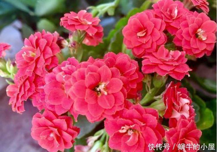 5种花自带财运,一年四季开花不断,花姿优雅,花开直接爆满盆