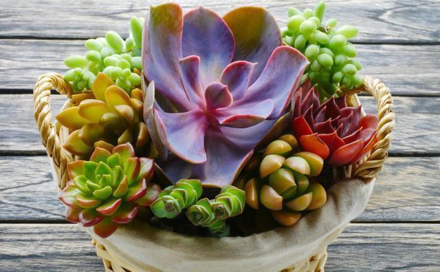 翻倍|徒长的多肉植物是个宝,别嫌弃,用上3个小方法,身价翻倍