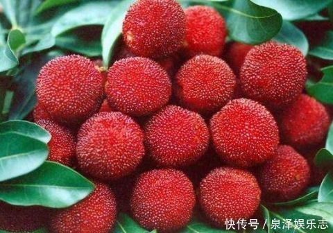 枇杷|想促進消化不知道吃啥這幾種水果,多吃效果好!