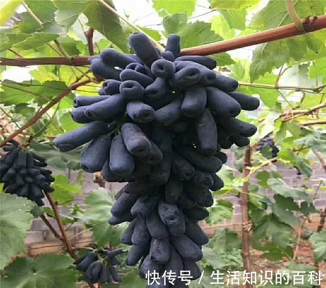 蓝宝石|有院子的朋友,不要错过这种果树,不怕旱不怕晒,好吃又营养!