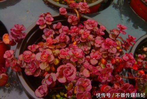 备受欢迎的10款红色系多肉,很珍贵,请收藏!