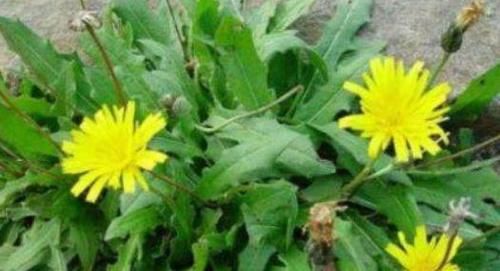 薏米|女性想肌肤好，多吃的食物，促进消化，肌肤细腻，越吃越好