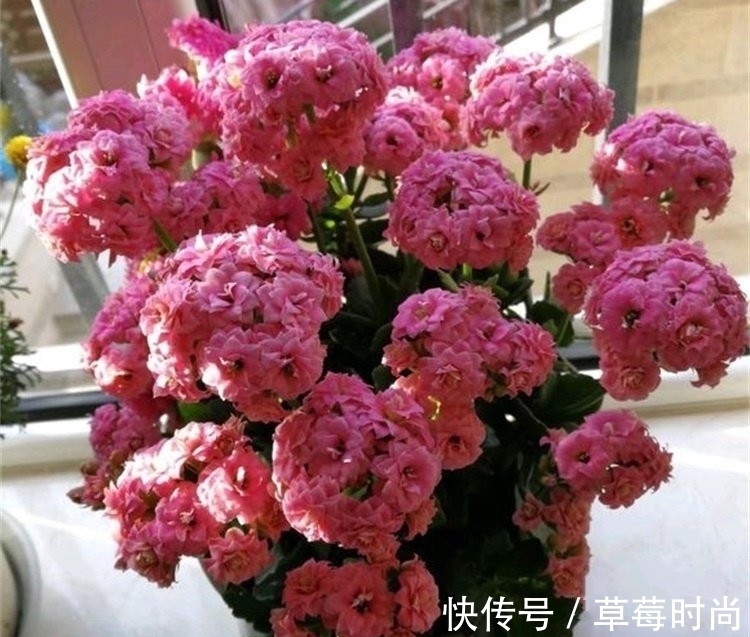 它是养花的“万能肥”,含植物所需的8大种氨基酸,养啥花都旺