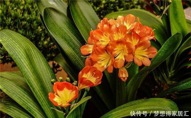 深受花友喜|这五种植物吸尘器,居家栽一盆,既能吸尘除污,又能净化空气