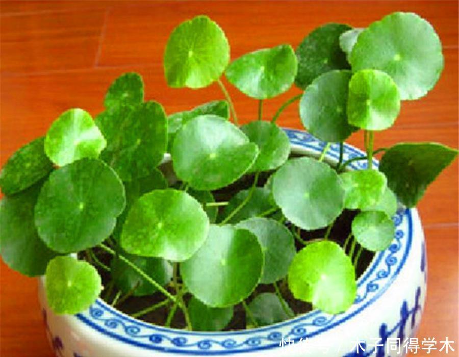 夏天|夏天铜钱草有“3怕”,难怪叶子发软没光泽,学会了碧绿光亮