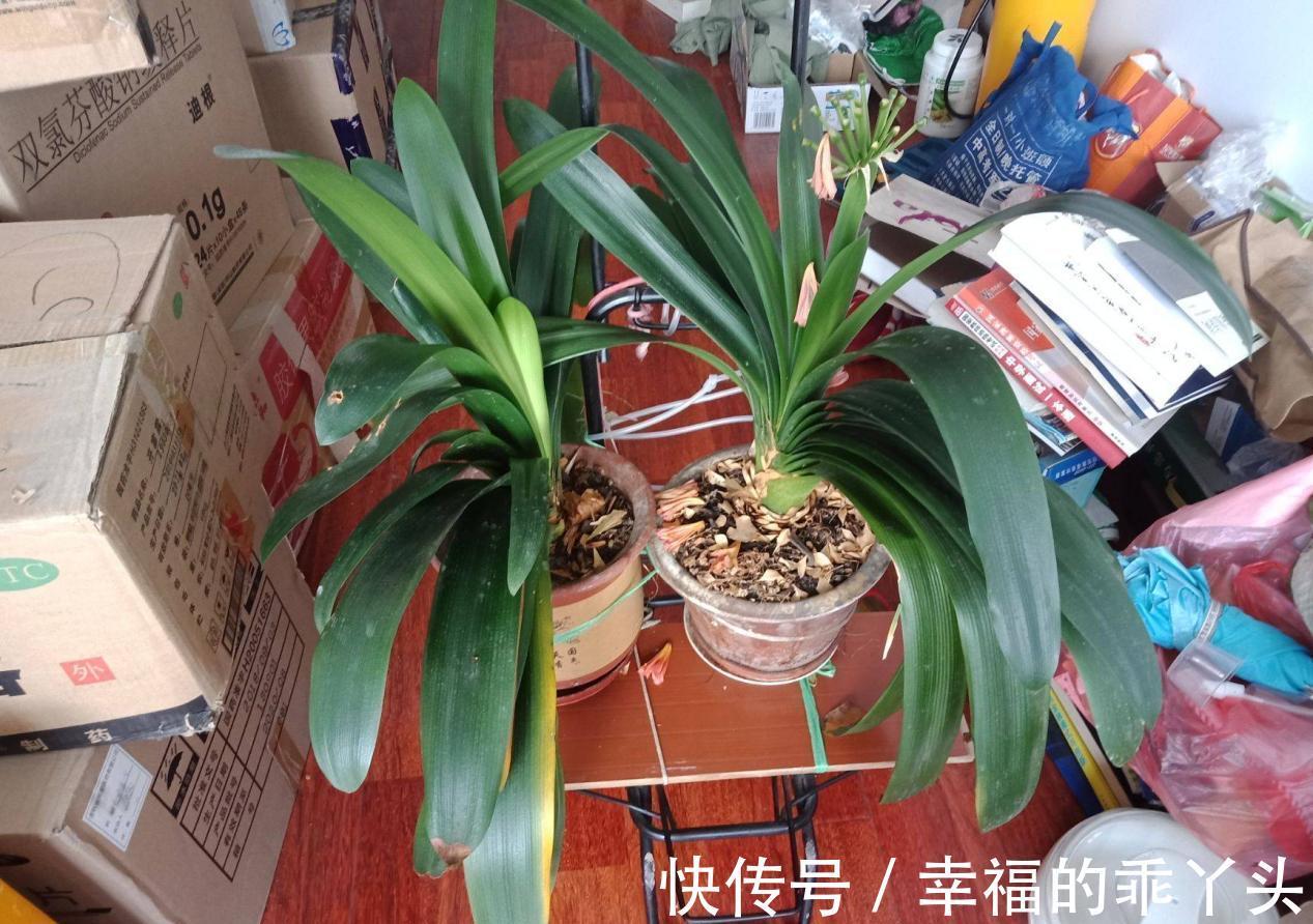 冬季养君子兰、牡丹该注意什么?注意把握细节,它们好看又好活