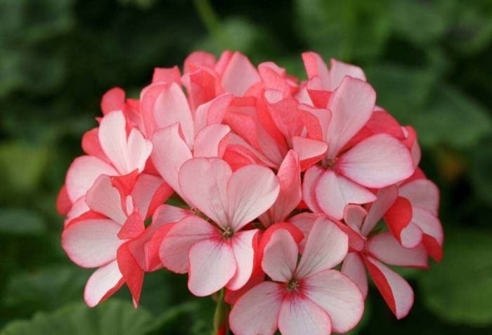 天竺葵烂根还有救吗？教你3种挽救小妙招，让天竺葵“起死回生”