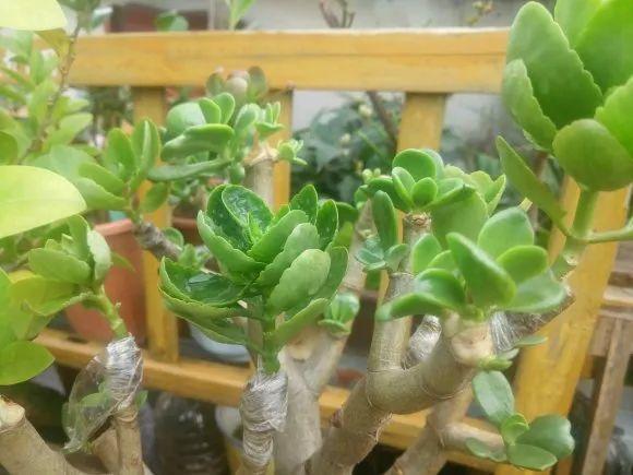 嫁接|嫁接达人,玉树嫁接长寿上,花友直呼内行!