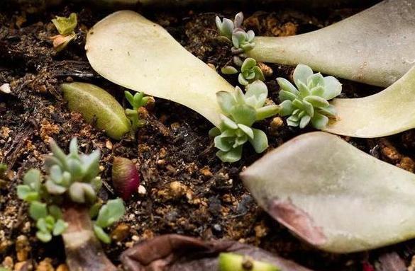 多肉徒长、叶片又肥又大该怎么解决2步操作,让它过夏就变美