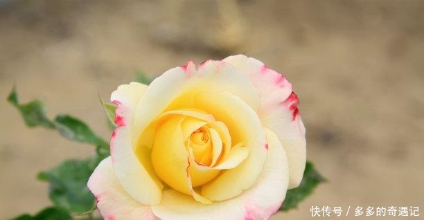 栀子花|老花农逛花市时,这五种花可不会购买,你看看你家有没有!