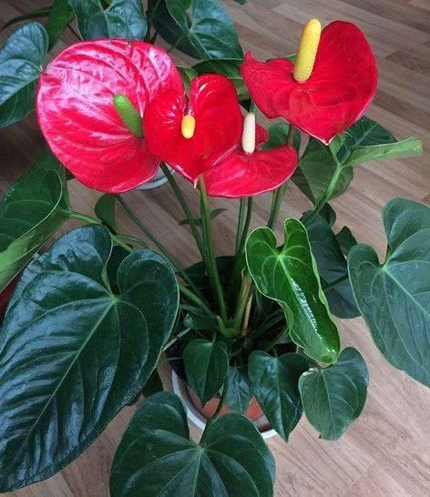 养红掌,5点“小技巧”,1盆养10年,花儿红彤彤,四季开花不断