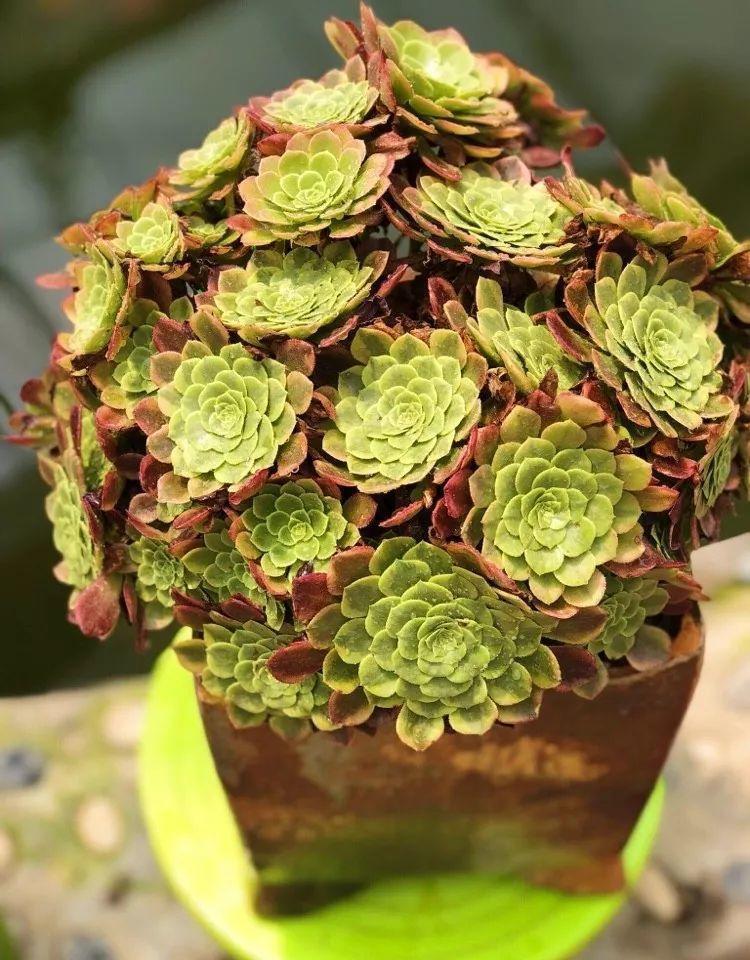 2种多肉,一休眠就变小包子,天越热越漂亮!