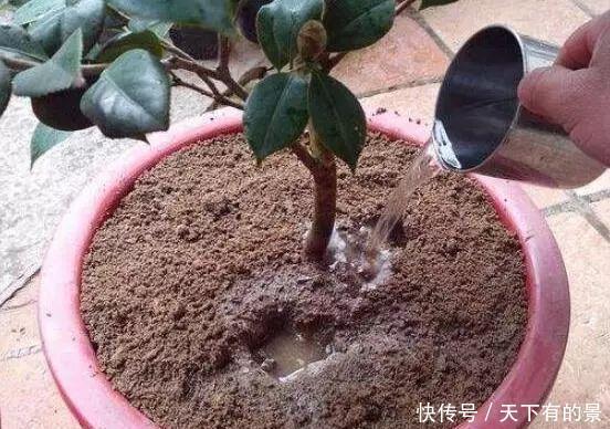 田园土养花，十有八九养不活？那是你不懂“四原则”