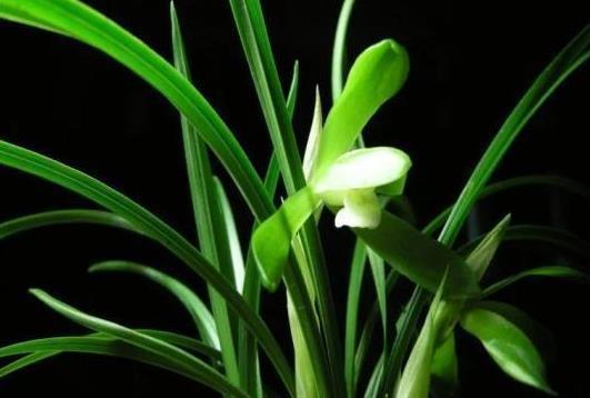 兰花|兰花叶片按照叶形可分为几种?怎么区分?老兰友:至少7种