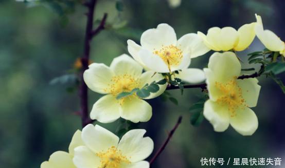植物小百科 带刺的野玫瑰 刺玫 快资讯