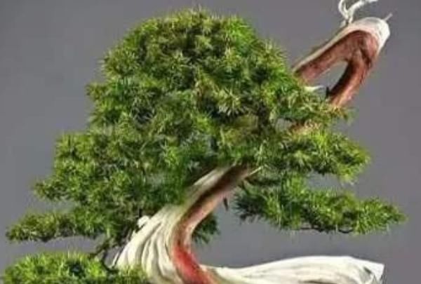 佛手|这4种花,养在家旺财又“镇宅”,比绿萝、发财树还要强100倍