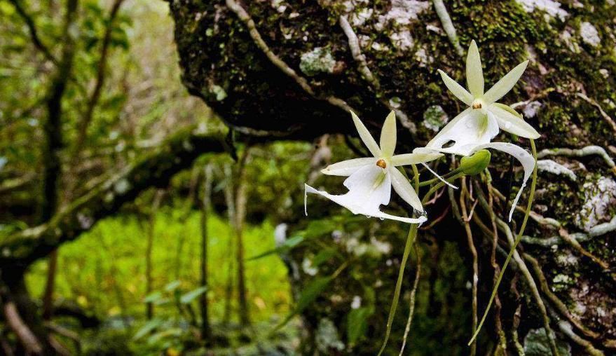 植物|全球最贵的花,一株价值上百万,你曾经见过吗