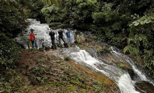 桫椤自然保护区穿梭记之二丨小黄花茶生长发育在梦幻仙境里的山茶花王后