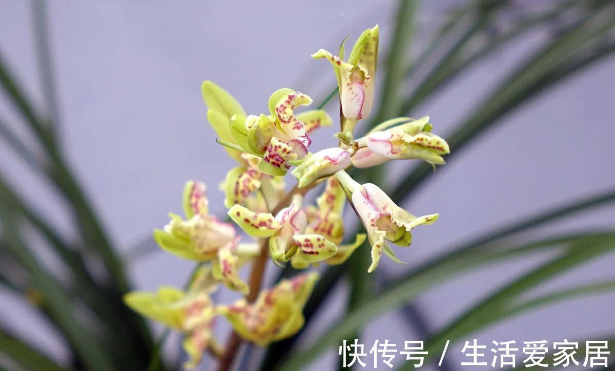兰花叶子卷曲?主要和2点有关,做好后叶肥开花香