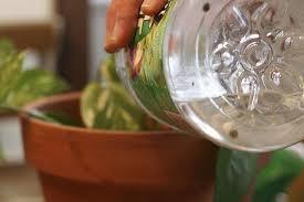 养花遇见虫害怎么办用这6种肥水浇花，虫远离叶翠绿