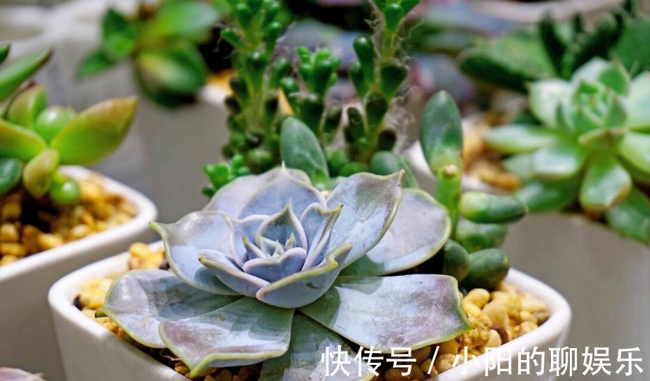 多肉用土有讲究,了解主要参数,什么样的土好,自然心中有数