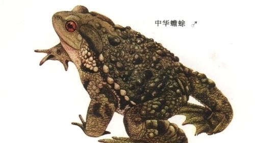 美容|打油诗 蛤蟆美容