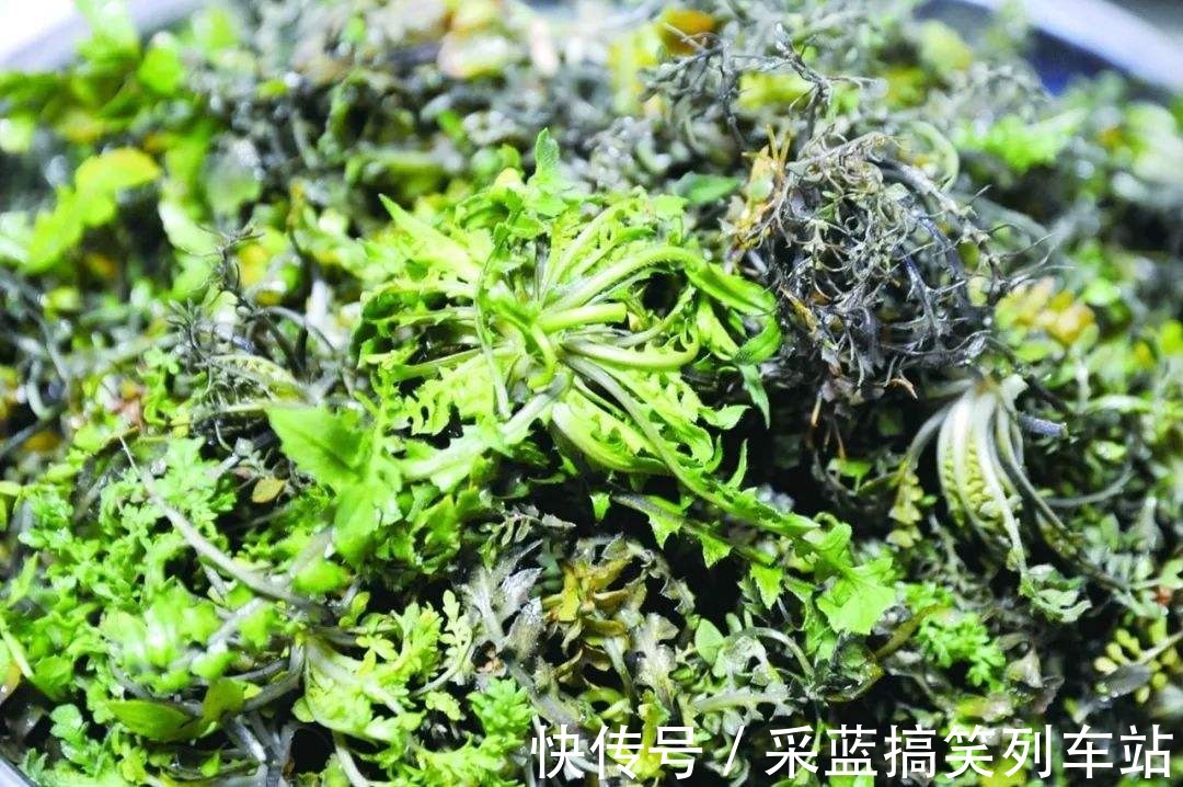 野花野草|乡下一珍贵野草，原本当是猪菜，研究古人用法后，取名“小人参”