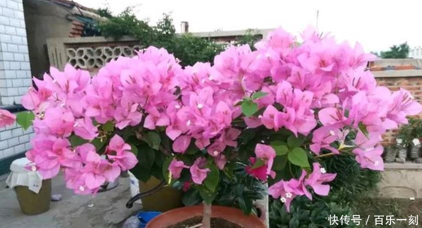 新芽|三角梅浇水有诀窍,“分段”巧浇水,新芽花芽抢着冒!