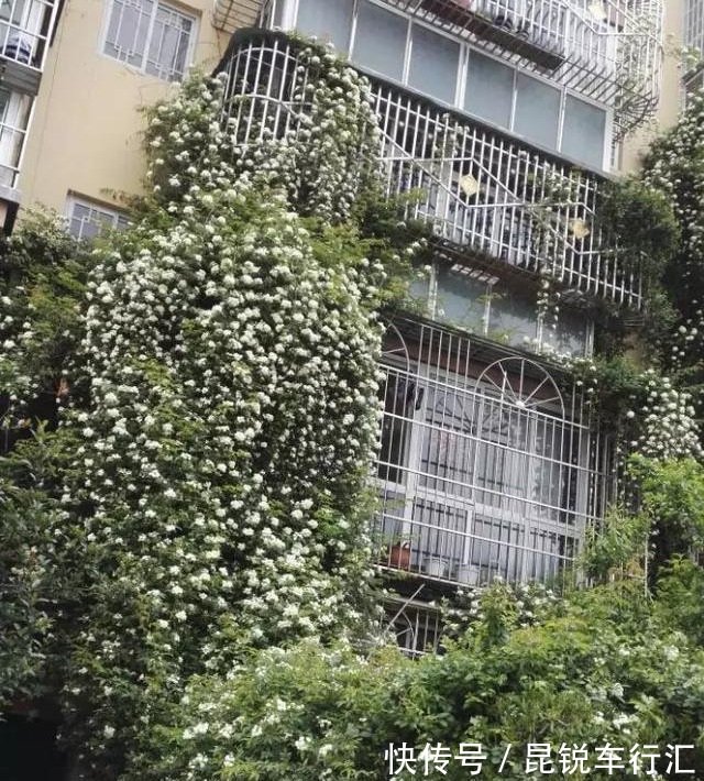 砧木|花开像月季，易爆花，-20℃冻不死，好养活不生病，比桂花香10倍