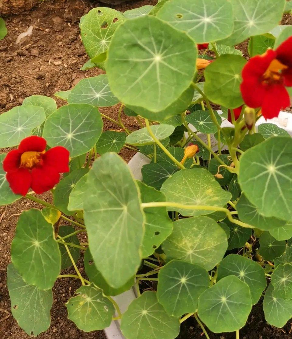 花儿|阳台养花可以养它,皮实好养很勤花,美丽一个秋天,花色也很绝