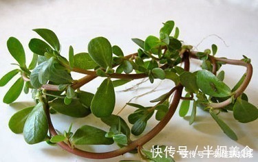 马齿笕|救命的“马儿菜”,原来对人还有这么多好处,真的”浑身是宝“