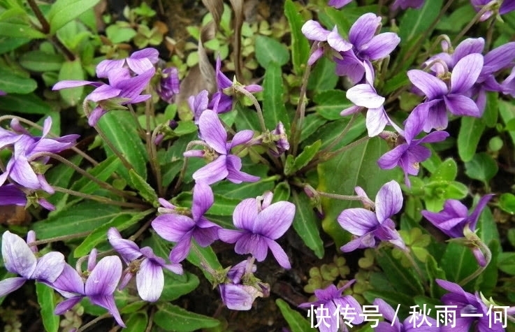 春天里|农村这种野草，是治痔疮的良药，现在价格有点贵要10元一斤