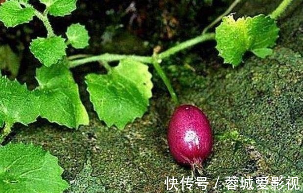 滕蔓|农村一种野果叫“地茄子”,目前稀有,药用价值极高,遇见别踩到