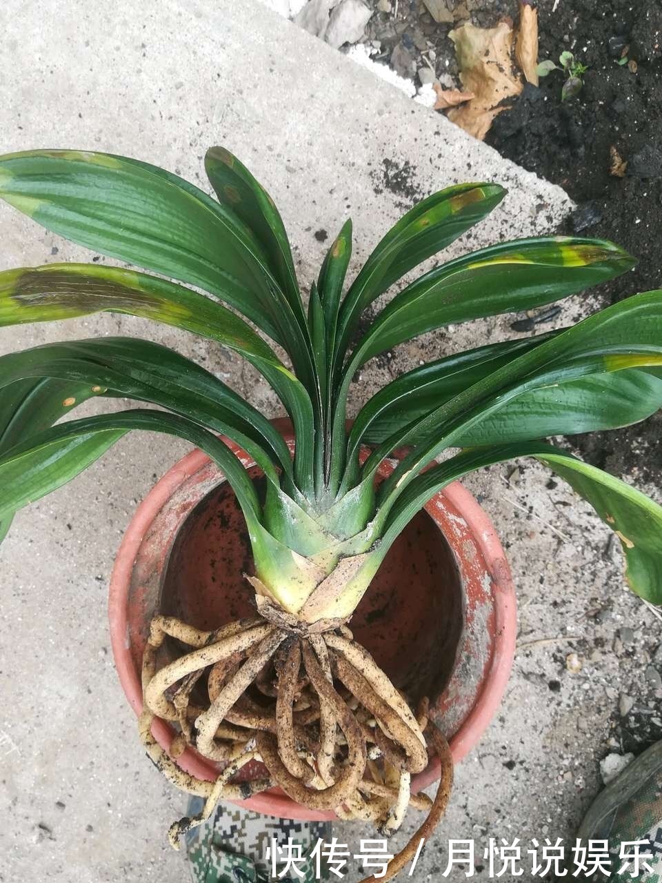 爆盆|养君子兰2年,不长新叶和新芽,学好5招,蹭蹭长爆盆,一学就会