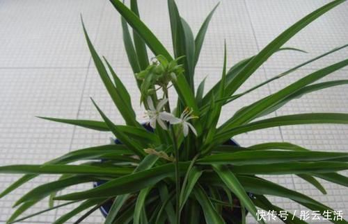 松土|养花浇水后,多注意此3点,轻松“躲避”积水烂根困扰