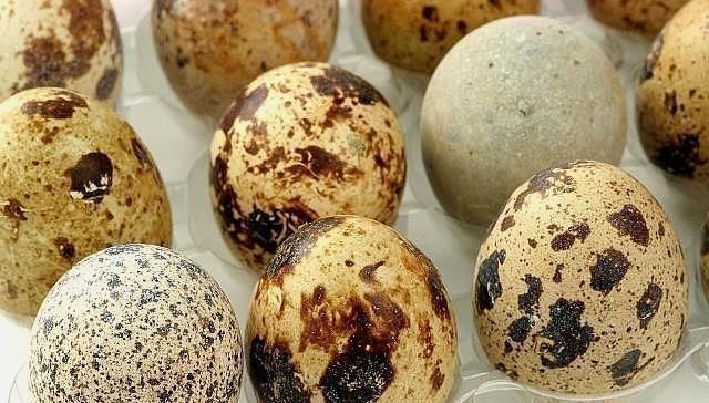 胆黄素|怀孕阶段,孕妈一次吃几个鹌鹑蛋好关于吃鹌鹑蛋的好处,别忽视