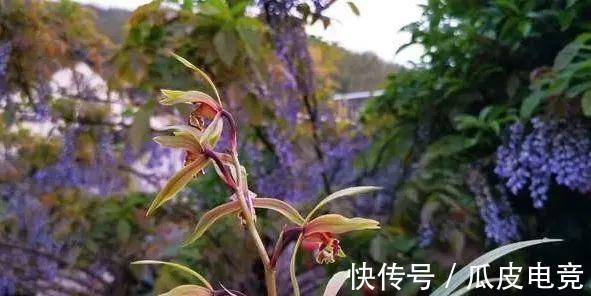 兰花香味不浓,香味不纯?用一个免费技巧,开花时邻居都能闻得到