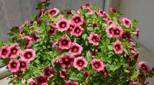 不如养盆“百万小铃”，养护只需记住3点，四季花开不断小巧精致