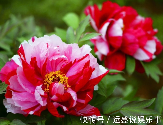 4种“转运”花,能为家人带来好运,寓意大富大贵,新年健健康康