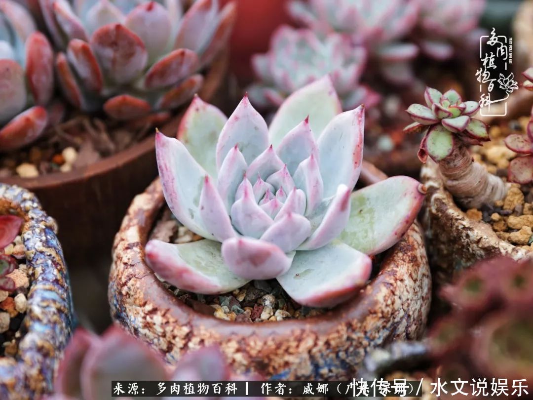 日子|笼子里露养的多肉,越养越美!有多肉的日子伴着小确幸!