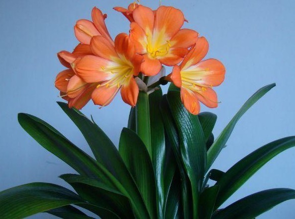 君子兰患黄化病2年,大胆在盆中倒点“它”,叶片变得又肥又绿!