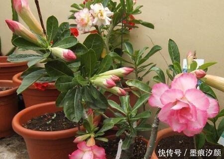 沙漠玫瑰|时间少就养“2种花”,开花很漂亮,30天不浇水也“死不了”!