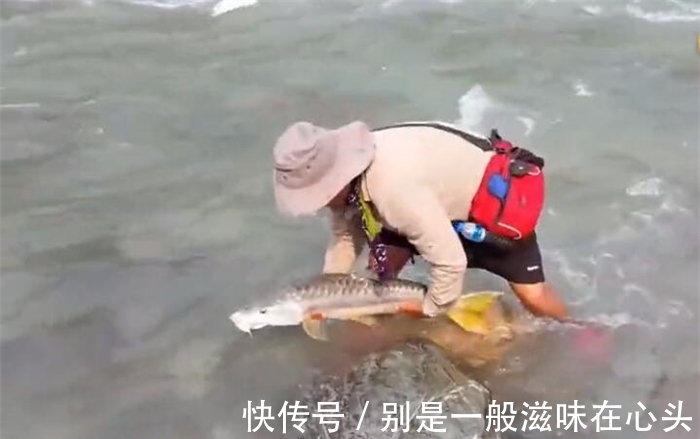 鲤鱼|长得像金黄色的鲤鱼,但鱼鳞片比较粗大,认出是什么鱼不?