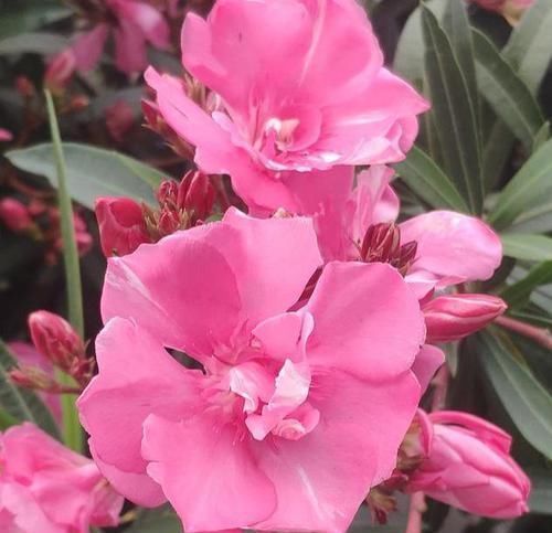 马蹄莲|4种有毒花，碰了麻烦大，再喜欢也别养，扔都不来及